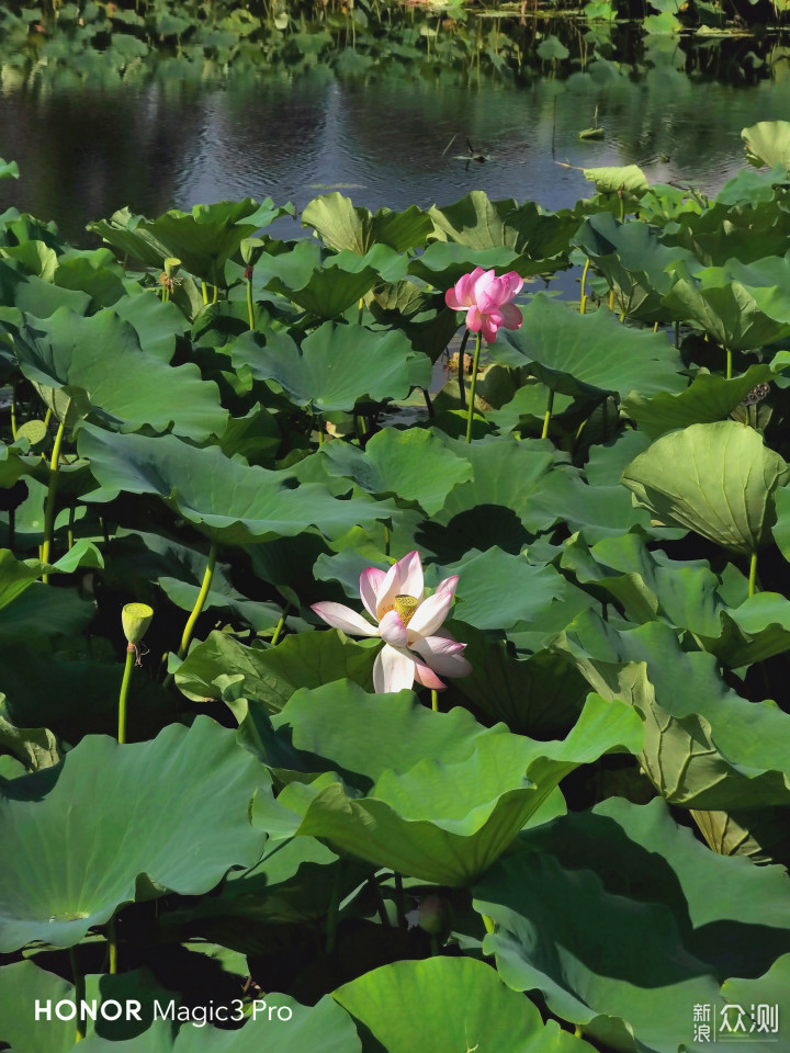 一镜穿越古今，荣耀Magic3 Pro旅行体验测评_新浪众测